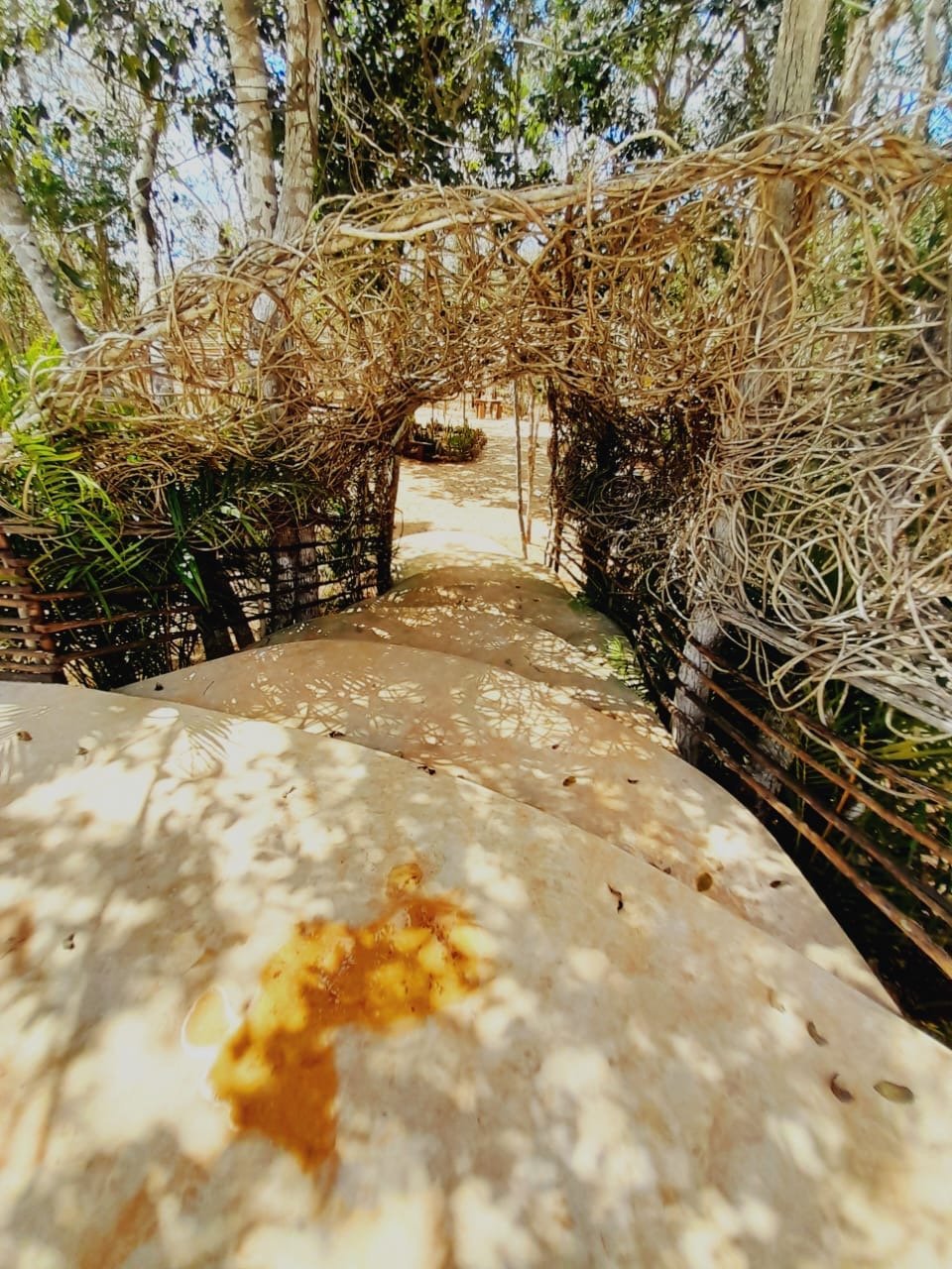 Cenote x kuuch - Imagen 6